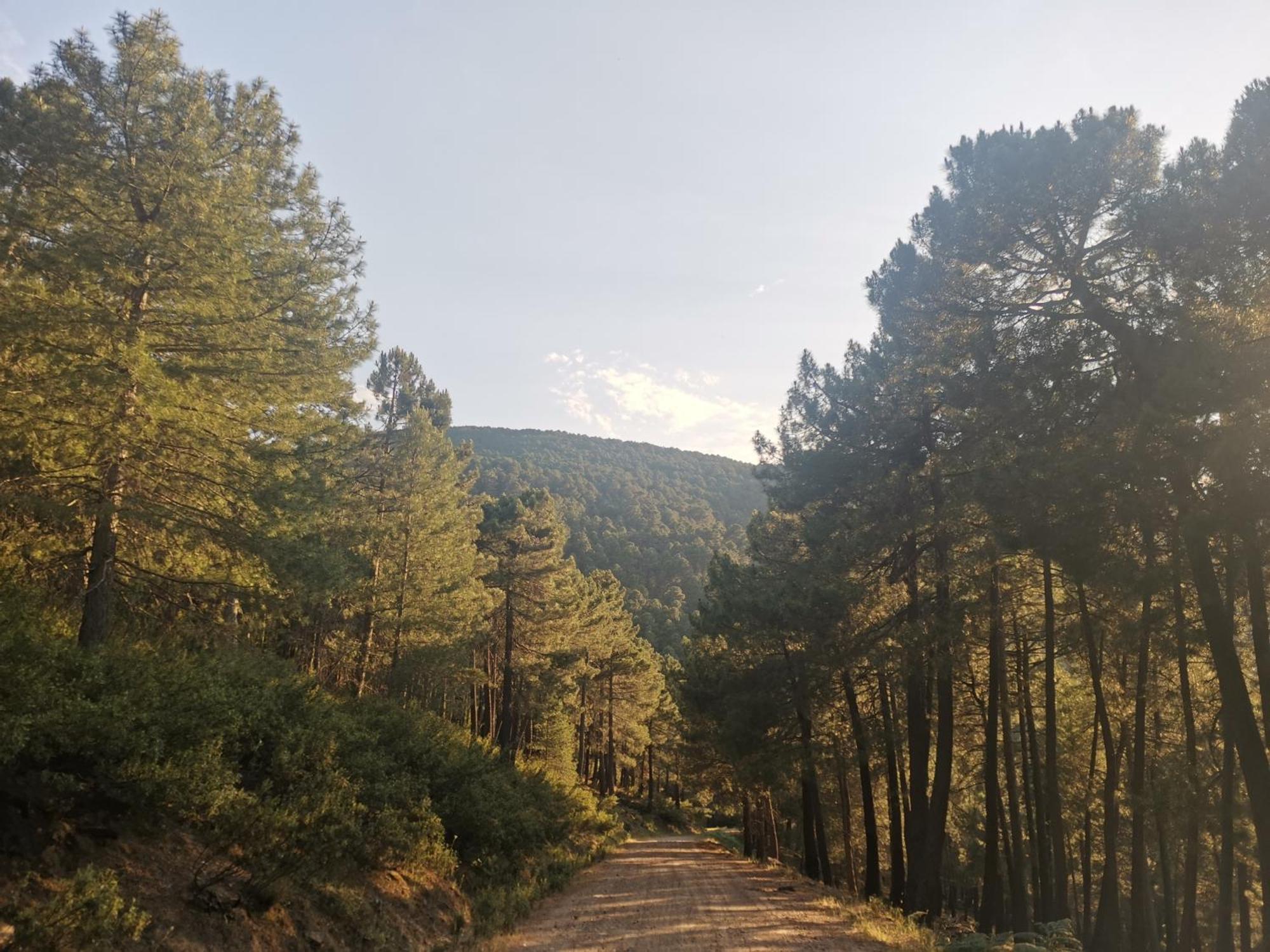 Bonita Casa En El Bosque - El Tiembloヴィラ エクステリア 写真